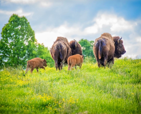 camp (3)